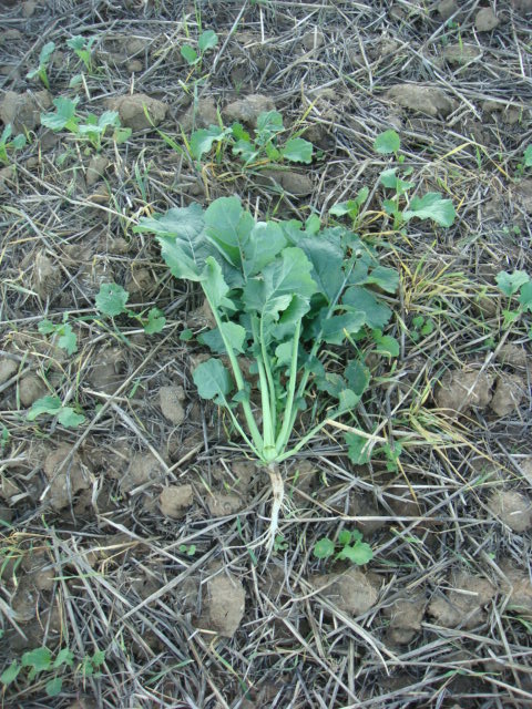 Winis Pflugraps Vergleich mit Grubber Raps 24.9.23.JPG