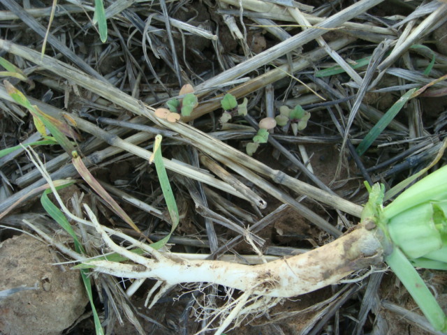 Winis Pflug-Raps Vergleich zum Stroh-Raps 24.9.23.JPG