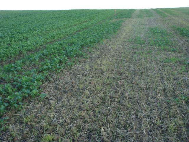 Direktvergleich Pflug und Grubber-Raps 24.9.23.JPG