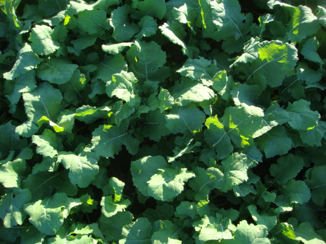 Winis Pflug-Raps von oben 24.9.23.JPG