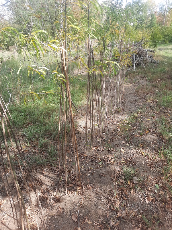 Gleditsia Fegeschutz (Landtreff).jpg