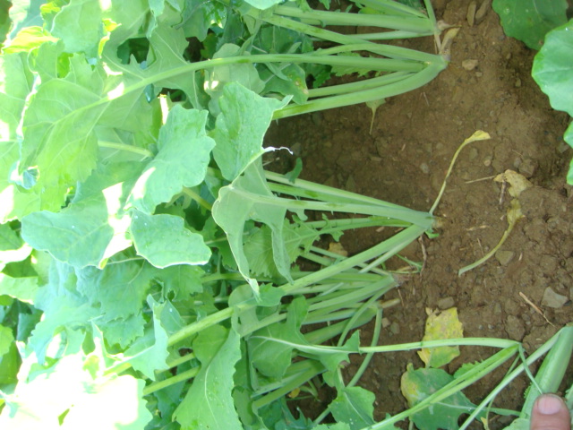 Linienraps Adriana Einblick Anfan Okt. 23.JPG