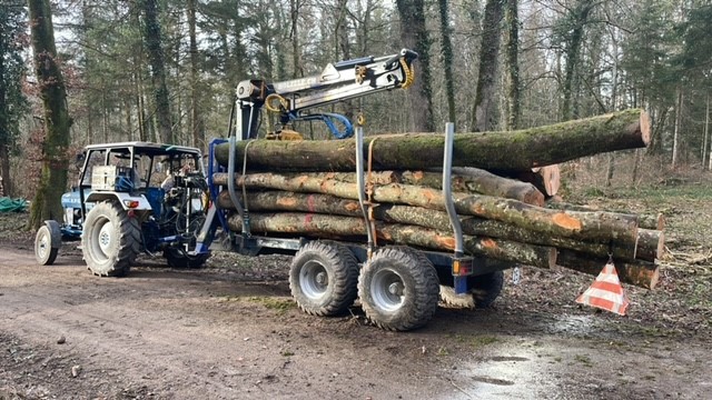 01 Buchenstämme von Gant.jpg