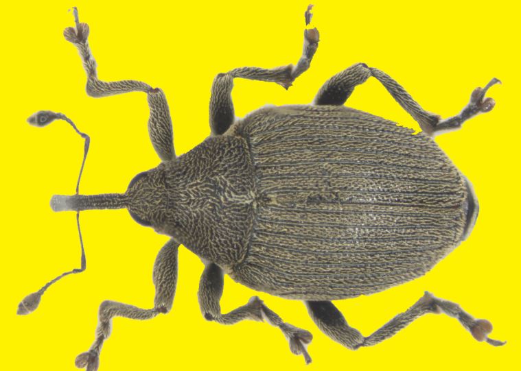 Großer Rapsstängelrüssler.JPG