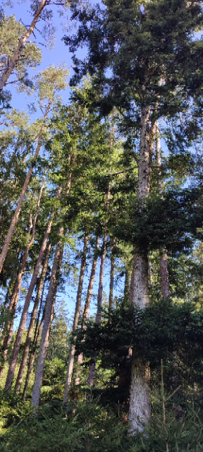 1711362893786 (Klein).png