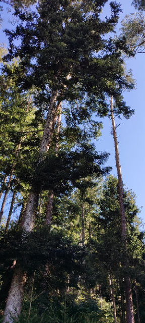 1711362893805 (Klein).png