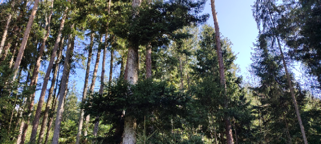 1711362893836 (Klein).png