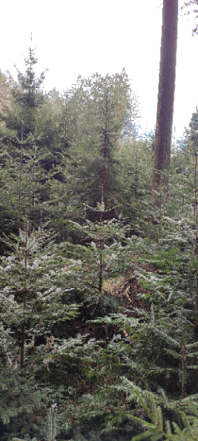 1711362893866 (Klein).png