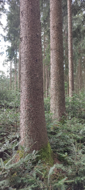 1711362893898 (Klein).png