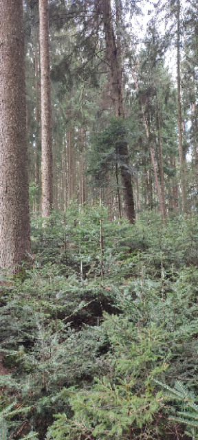 1711362893918 (Klein).png