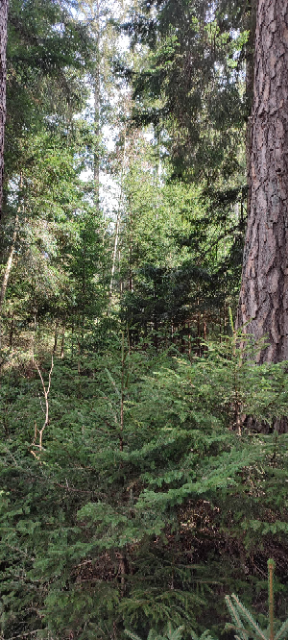 1711362894011 (Klein).png