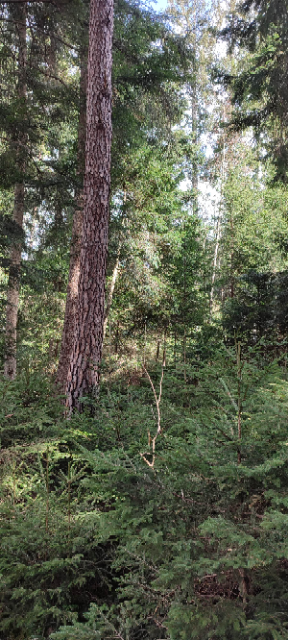 1711362893996 (Klein).png