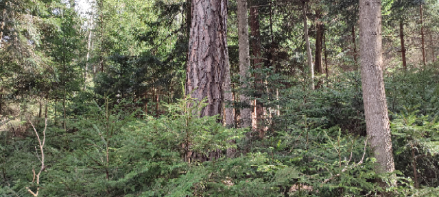 1711362893983 (Klein).png