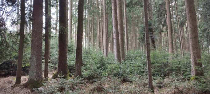 1710066329528 (Klein) (Custom).png