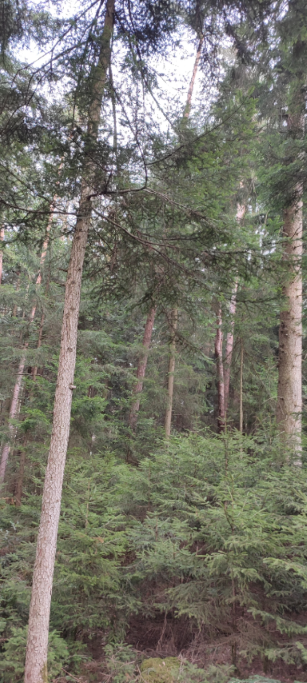 1710066329543 (Klein) (Custom).png