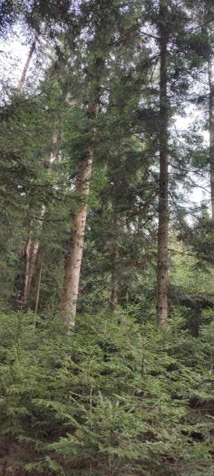 1710066329560 (Klein) (Custom).png