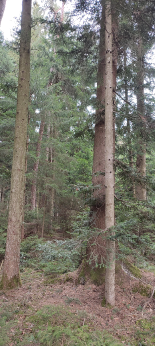 1710066329576 (Klein) (Custom).png