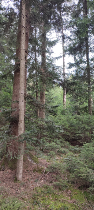 1710066329590 (Klein) (Custom).png