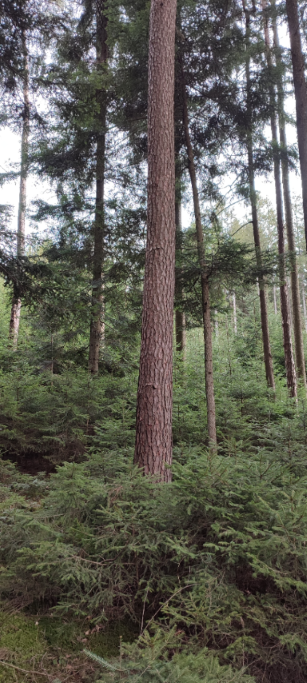 1710066329609 (Klein) (Custom).png