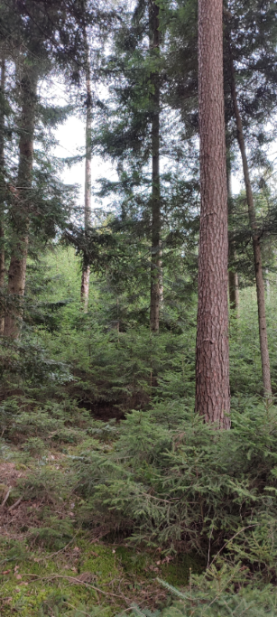 1710066329630 (Klein) (Custom).png