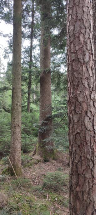 1710066329649 (Klein) (Custom).png