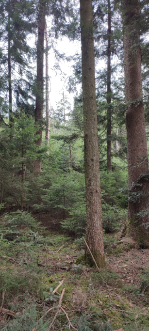 1710066329668 (Klein) (Custom).png