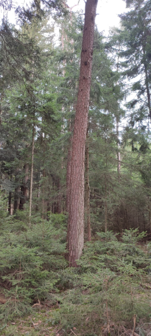 1710066329689 (Klein) (Custom).png