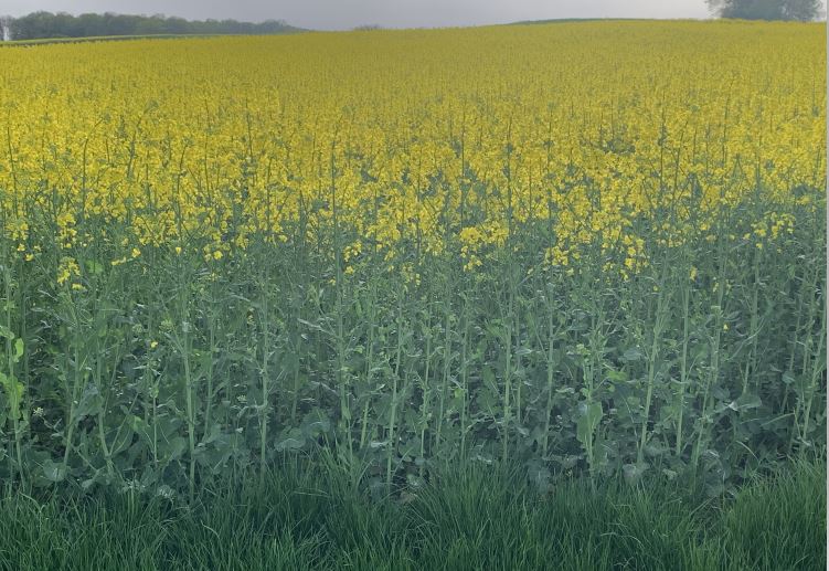 Winis Pflugraps Liniensorte Mitte April 2024.JPG