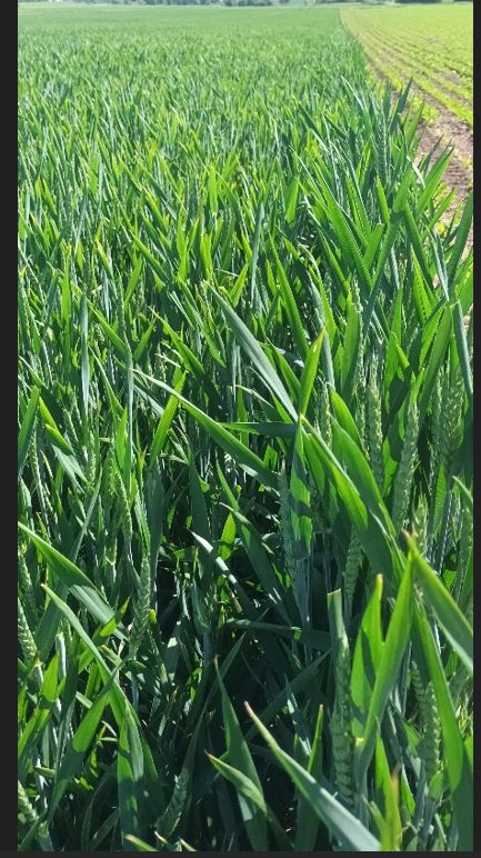 Verkürzte Ähren.jpg