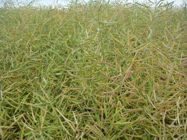 Winis Linienraps Schotenpaket Bild1 23.6.24.JPG