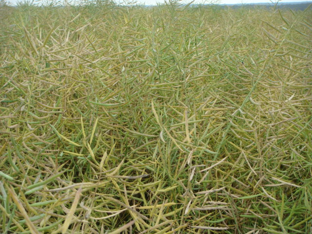 Winis Linienraps Schotenpaket Bild2 23.6.24.JPG