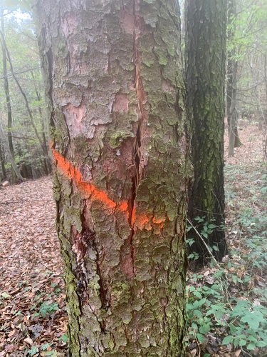 fichtenrisse (1).jpg