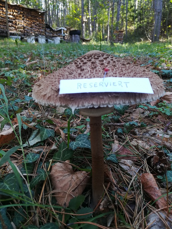 Parasol reserviert.jpg