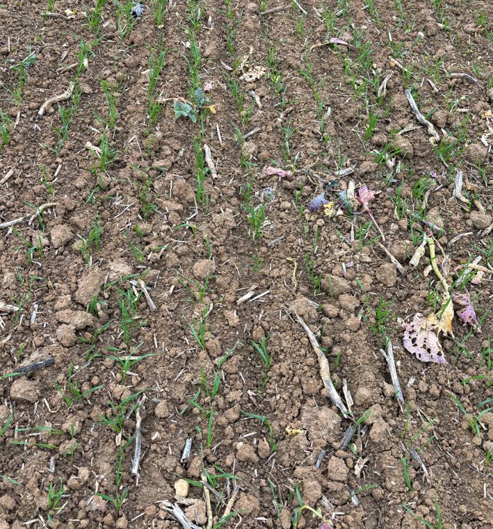 Wini Weizen Elixer Nahaufnahme 30.10.JPG