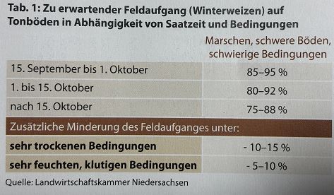 Weizen Feldaufgang.JPG