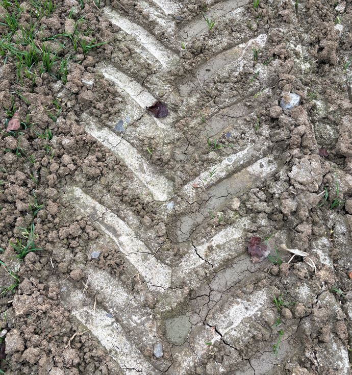 Weizen Spritzschaden Bild 3.JPG