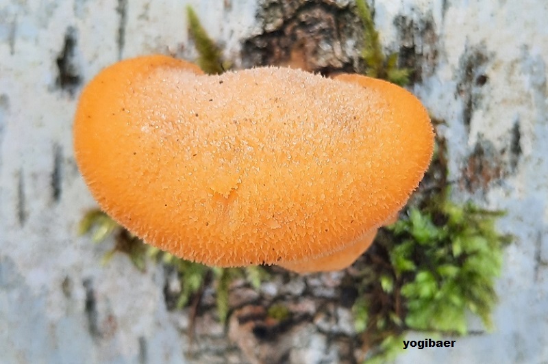 Orange Seitling (Phyllotopsis nidulans) 1.jpg