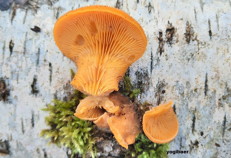 Orange Seitling (Phyllotopsis nidulans) 2.jpg