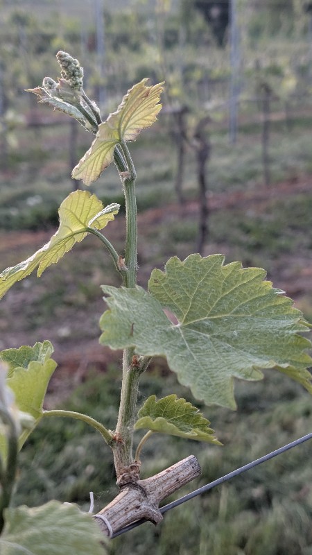 Sauvignier Gris.jpg