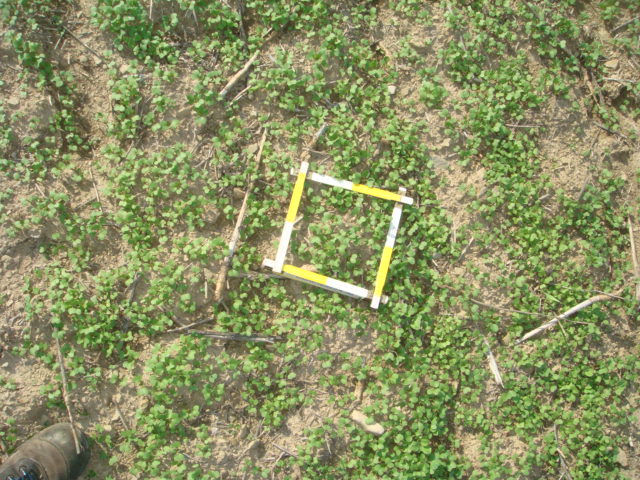 Raps Druschverluste Bild 1.JPG