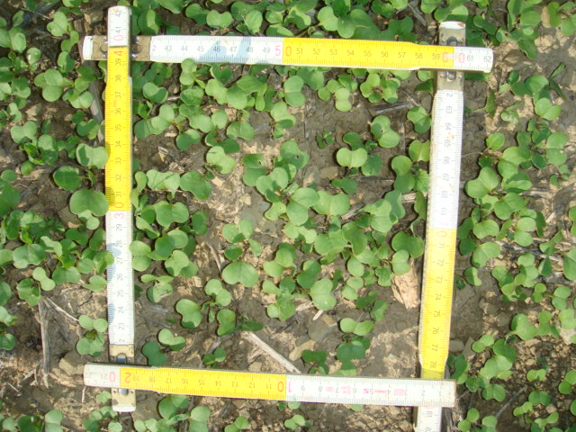 Raps Druschverluste Bild 2.JPG