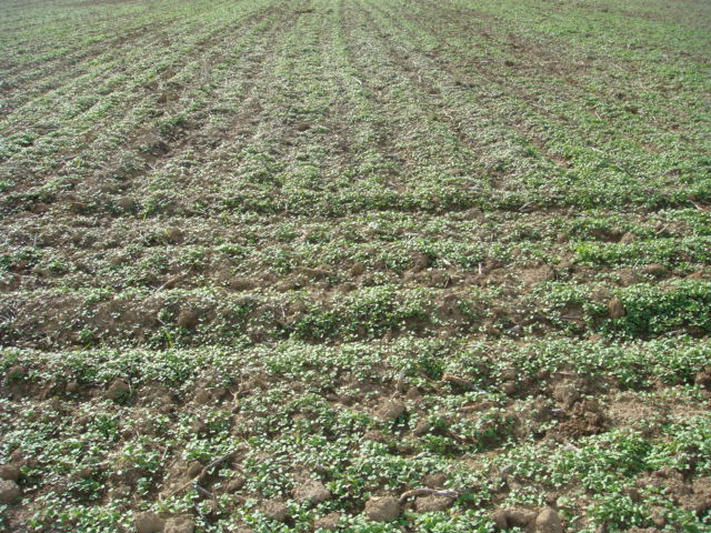 Raps Druschverluste Bild 3.JPG