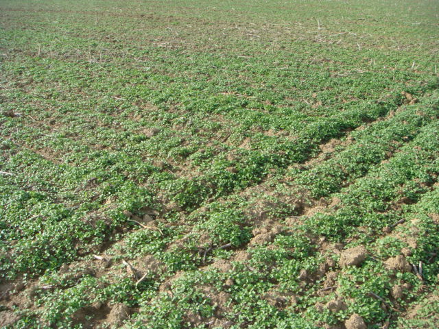 Raps Druschverluste Bild 4.JPG