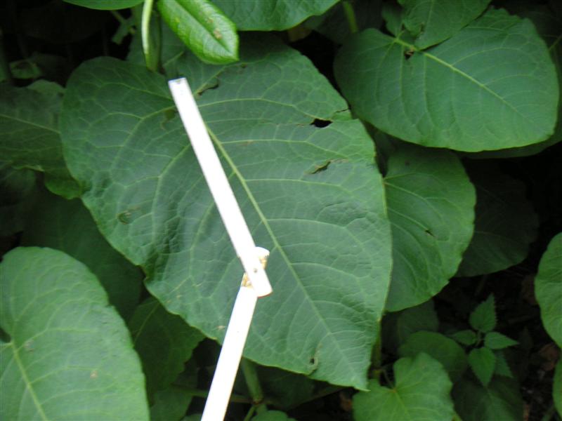 Sauerland-Banane 002 (Medium).jpg