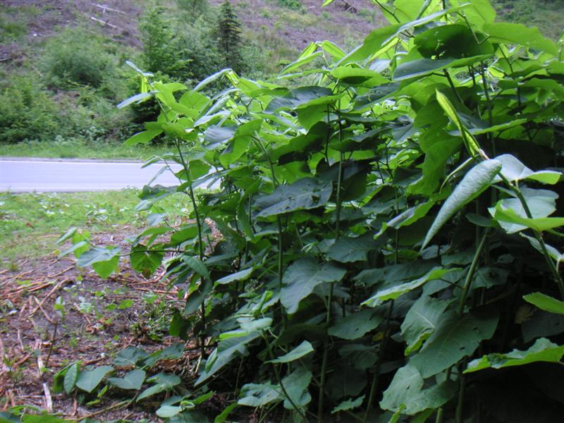 Sauerland-Banane 005 (Medium).jpg