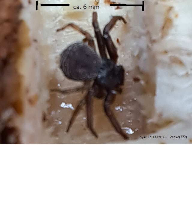 Zecke_groß.jpg