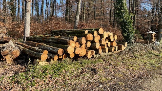 Buchenholz Stämme.jpg