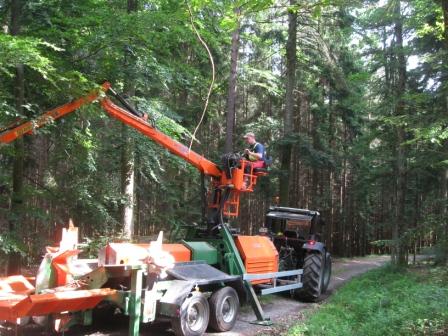 Splitmaster im Wald.JPG