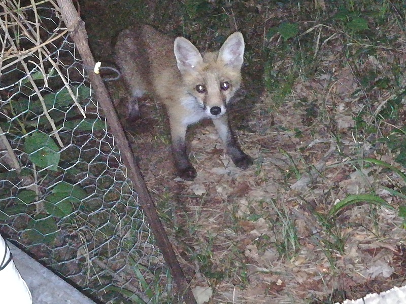 Abendbesuch.jpg