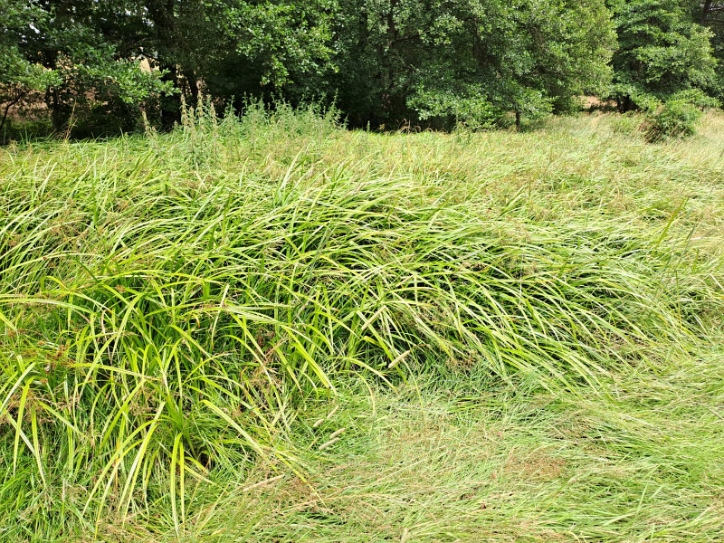 Wald-Simse_001_klein.jpg